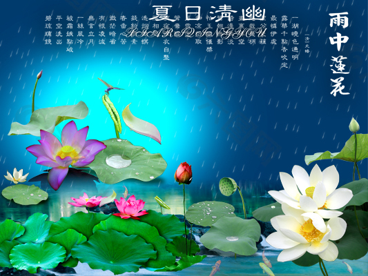 雨中莲花