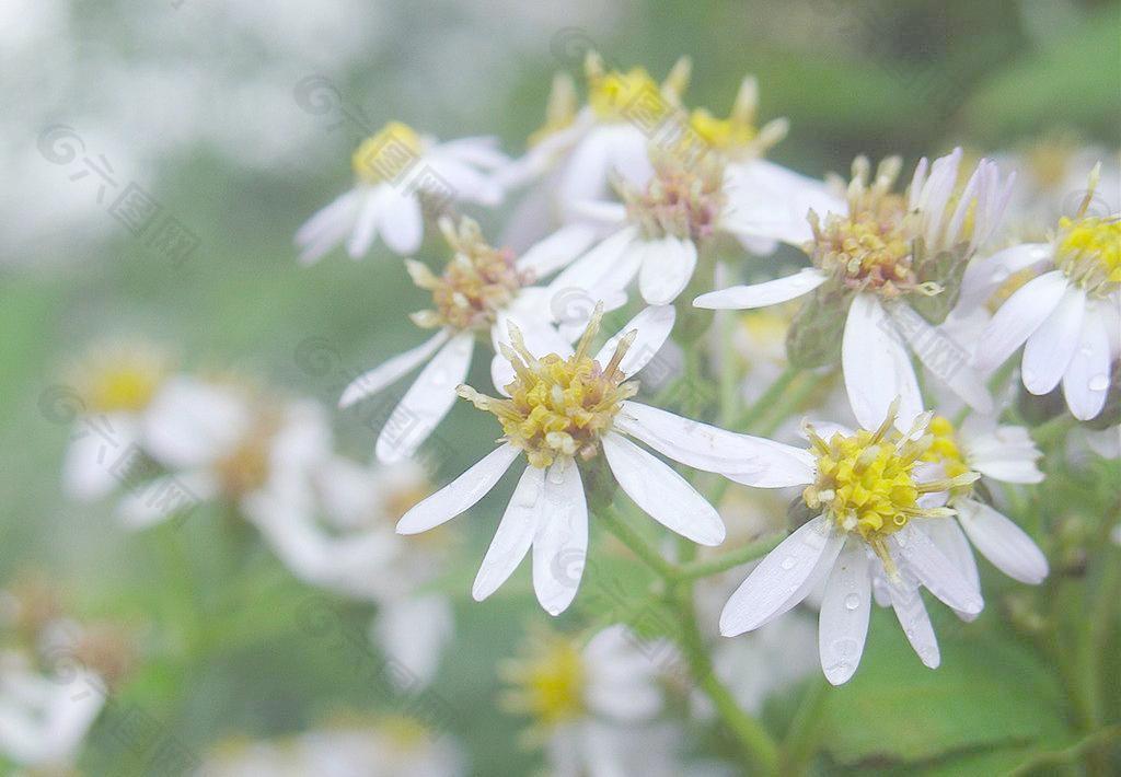 小花(非高清)