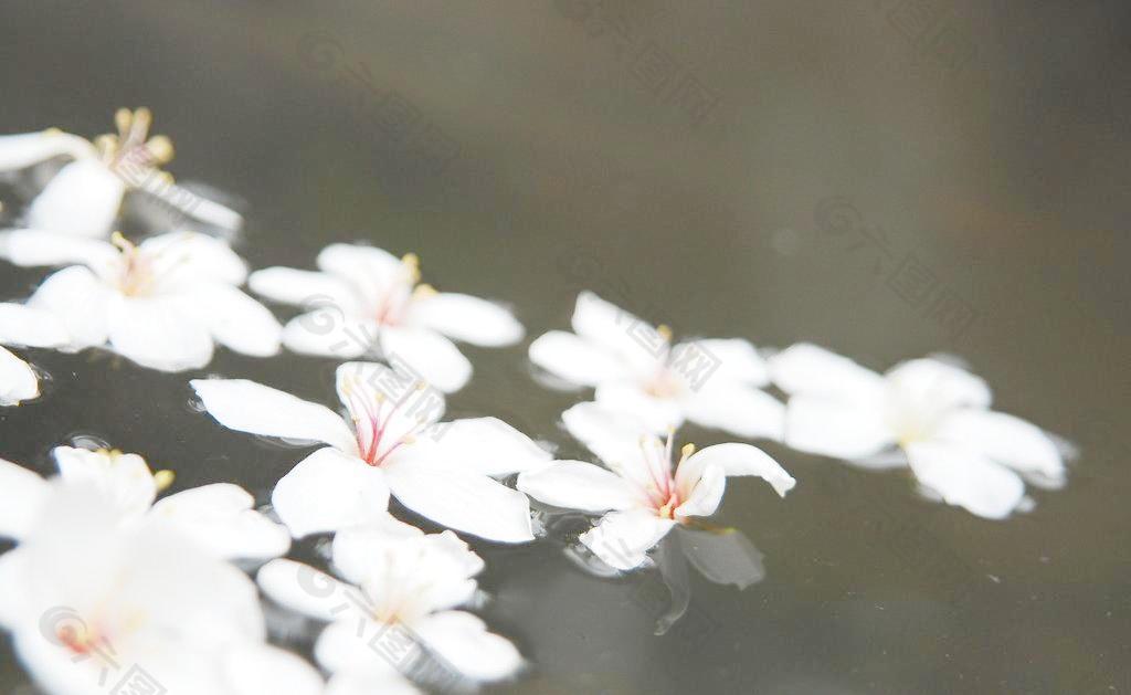 油桐花