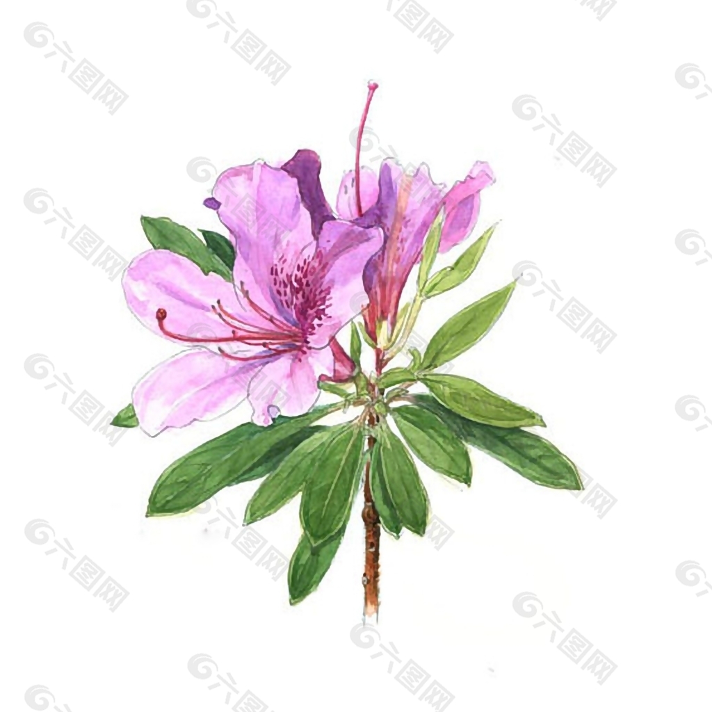 位图 写意花卉 植物 花朵 免费素材