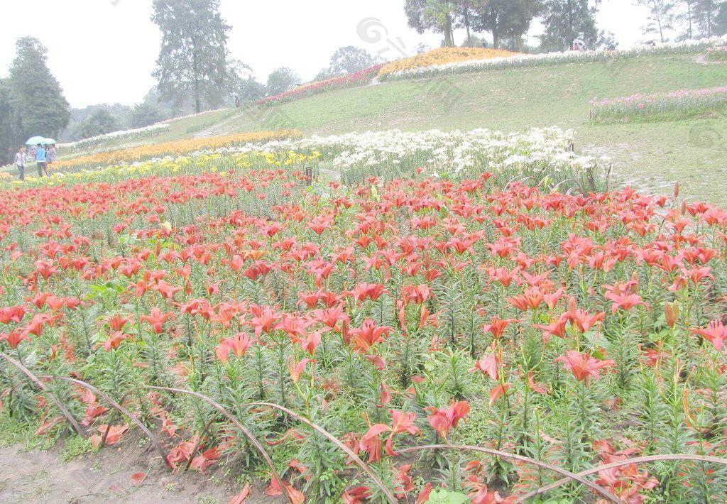 成都石象湖百合花节