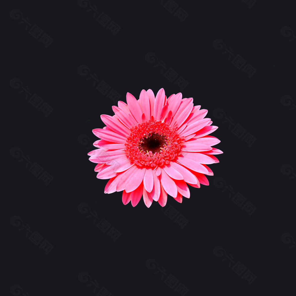 位图 写实花卉 植物 花朵 免费素材