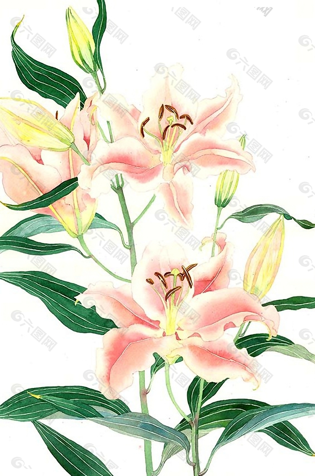 位图 写意花卉 植物 花朵 免费素材