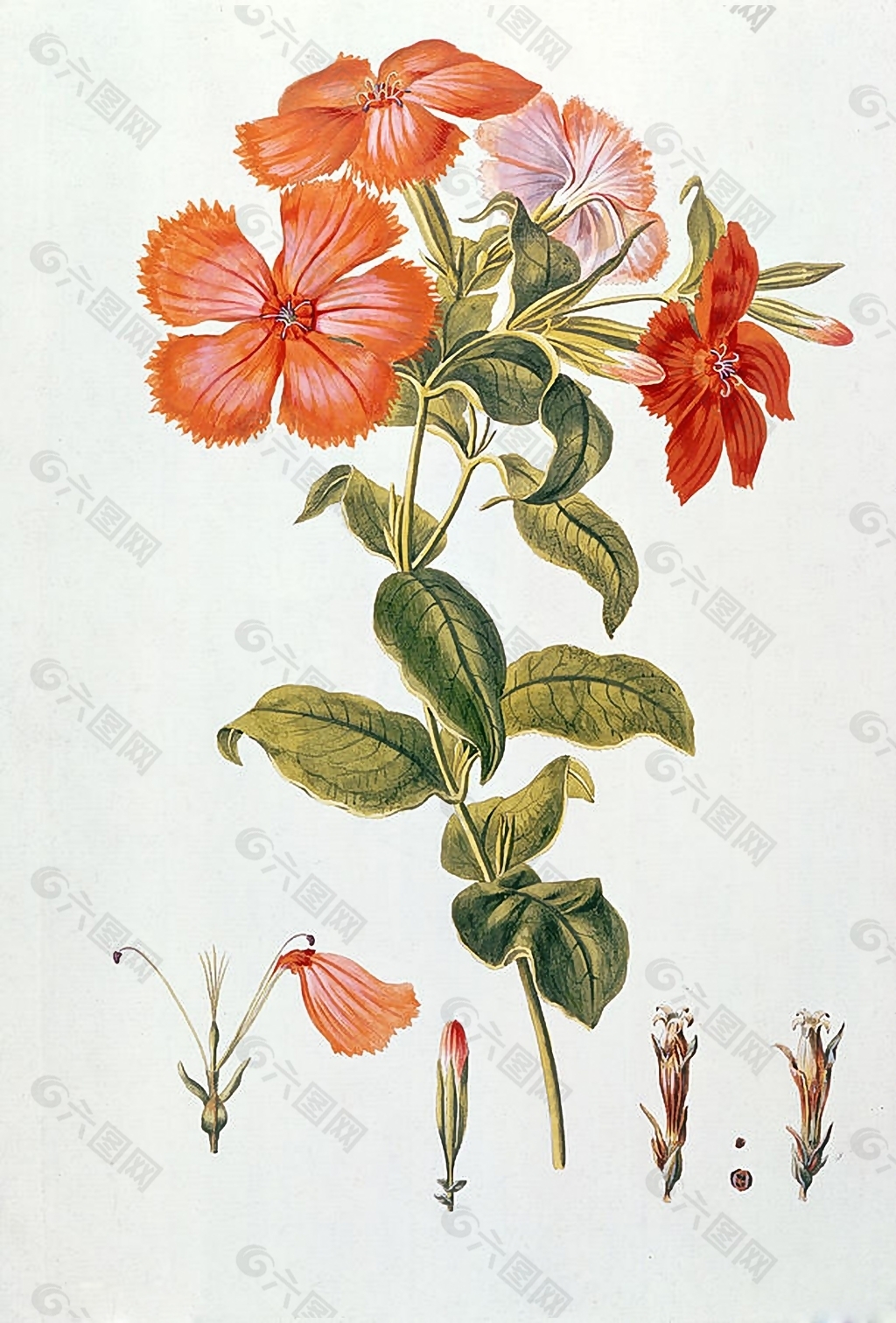 位图 写意花卉 植物 花朵 免费素材