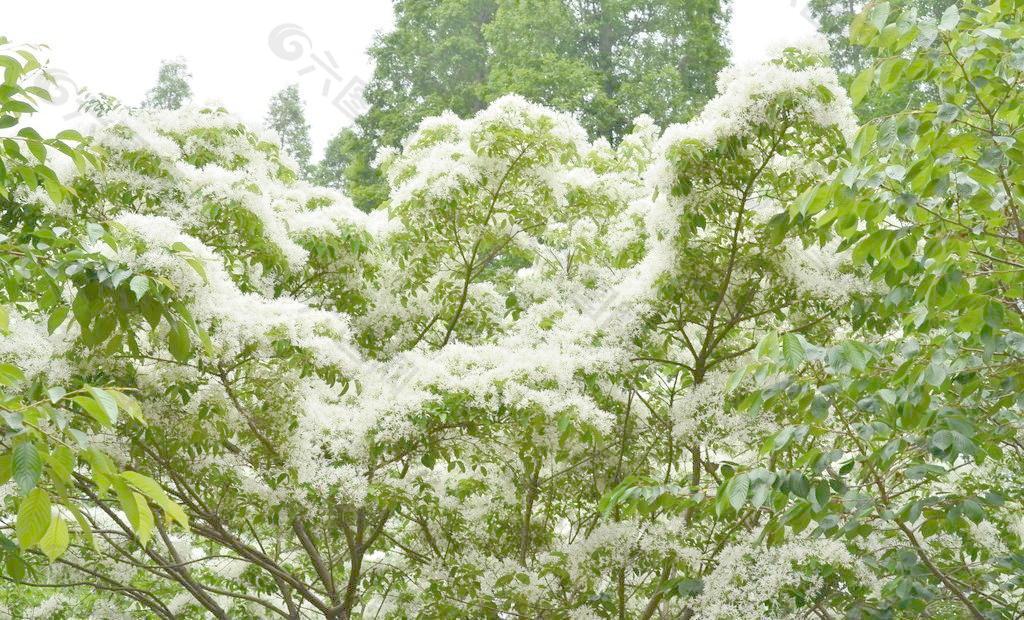 流苏树花