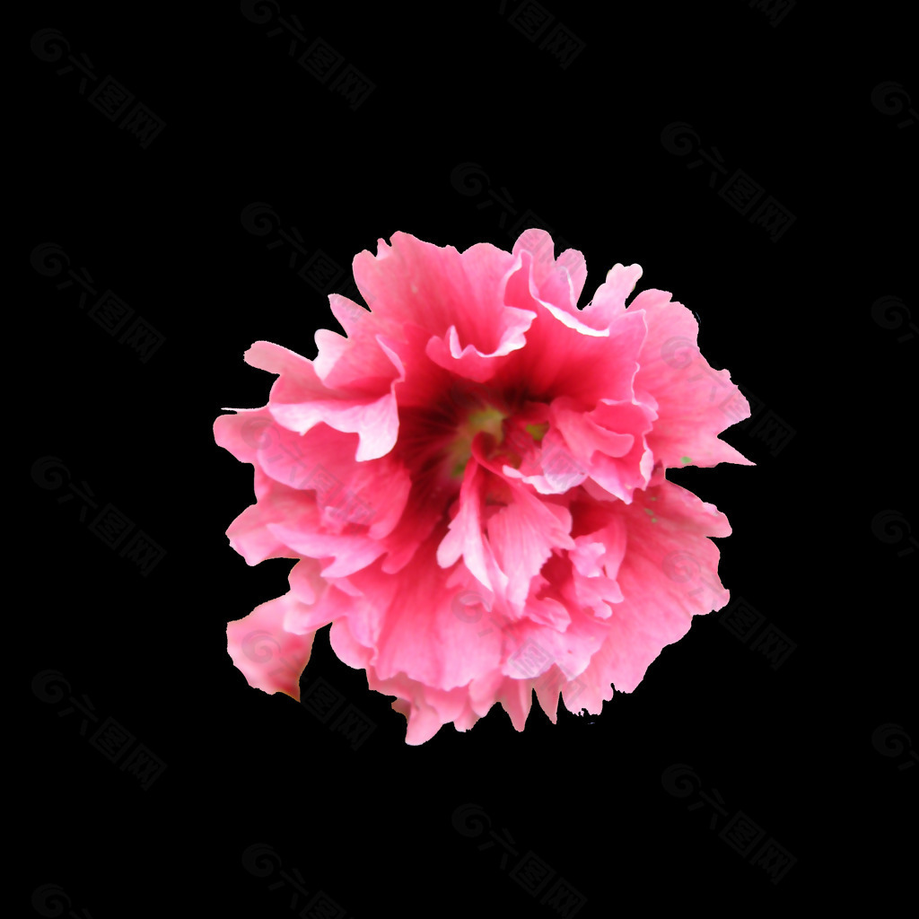 位图 写实花卉 植物 花朵 免费素材