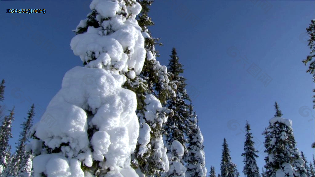 森林雪景高清实拍素材