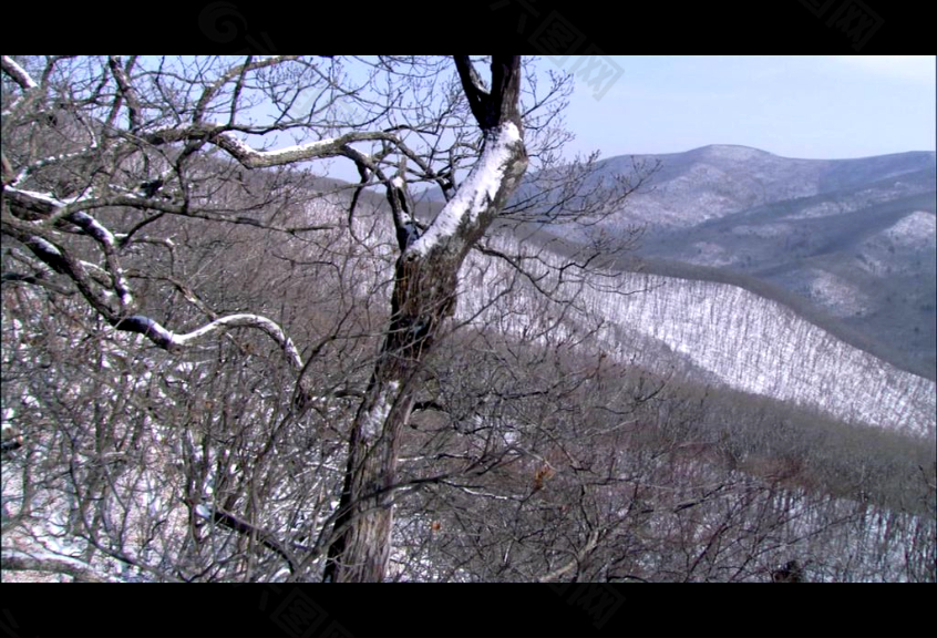 森林冬季雪景高清视频素材