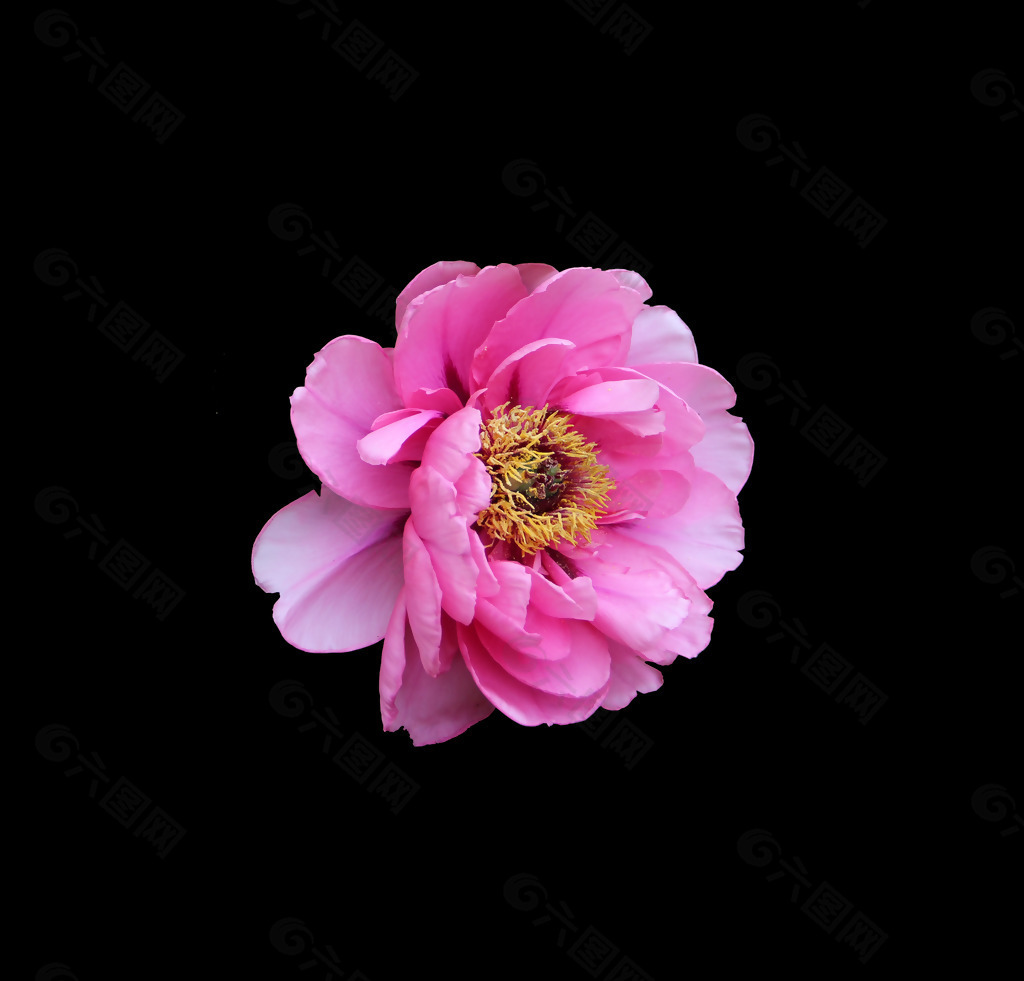 位图 写实花卉 植物 花朵 免费素材