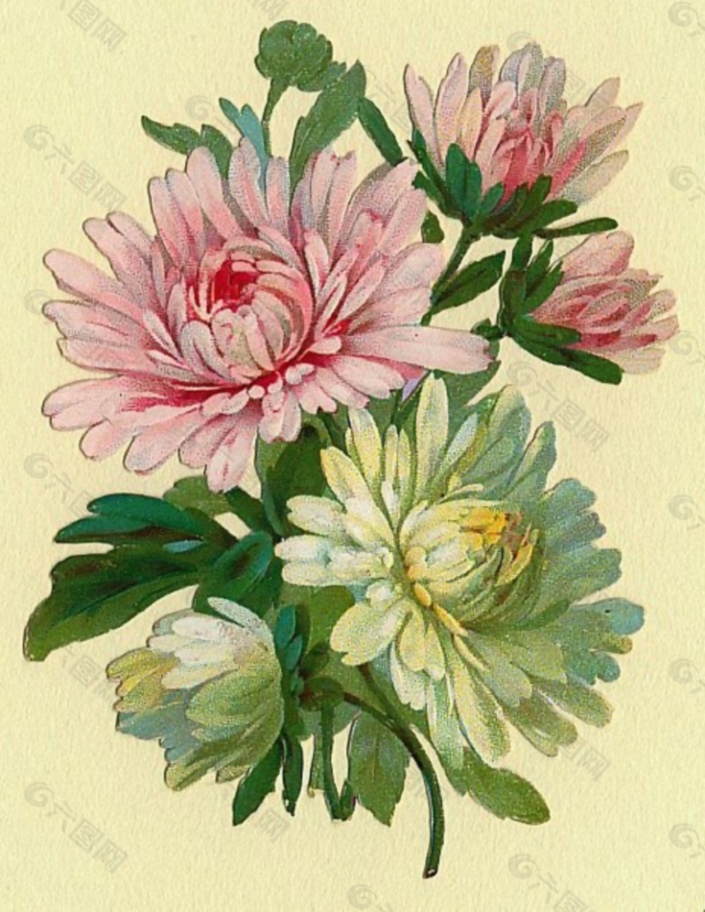 位图 写意花卉 植物 花朵 免费素材