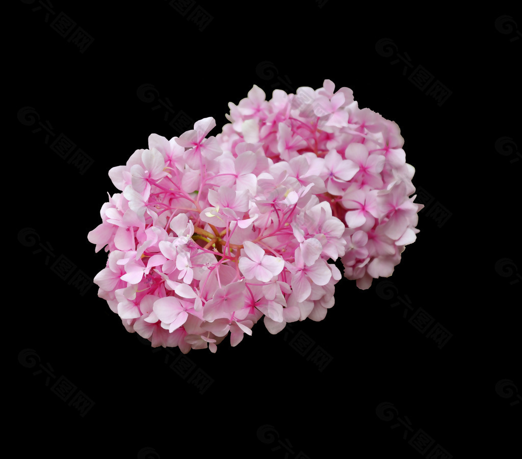 位图 写实花卉 植物 花朵 免费素材