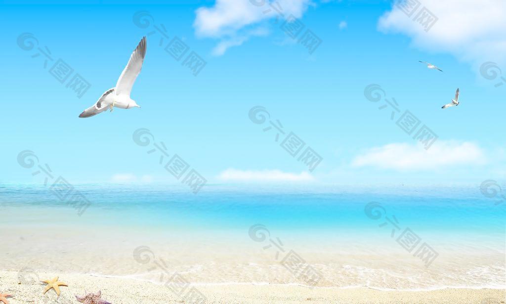 沙滩 海鸥图片