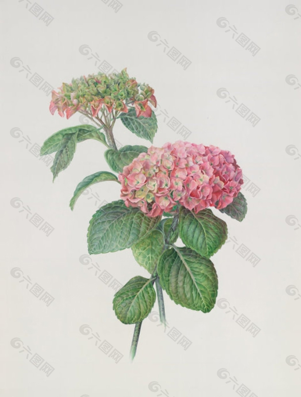 位图 写意花卉 植物 花朵 免费素材