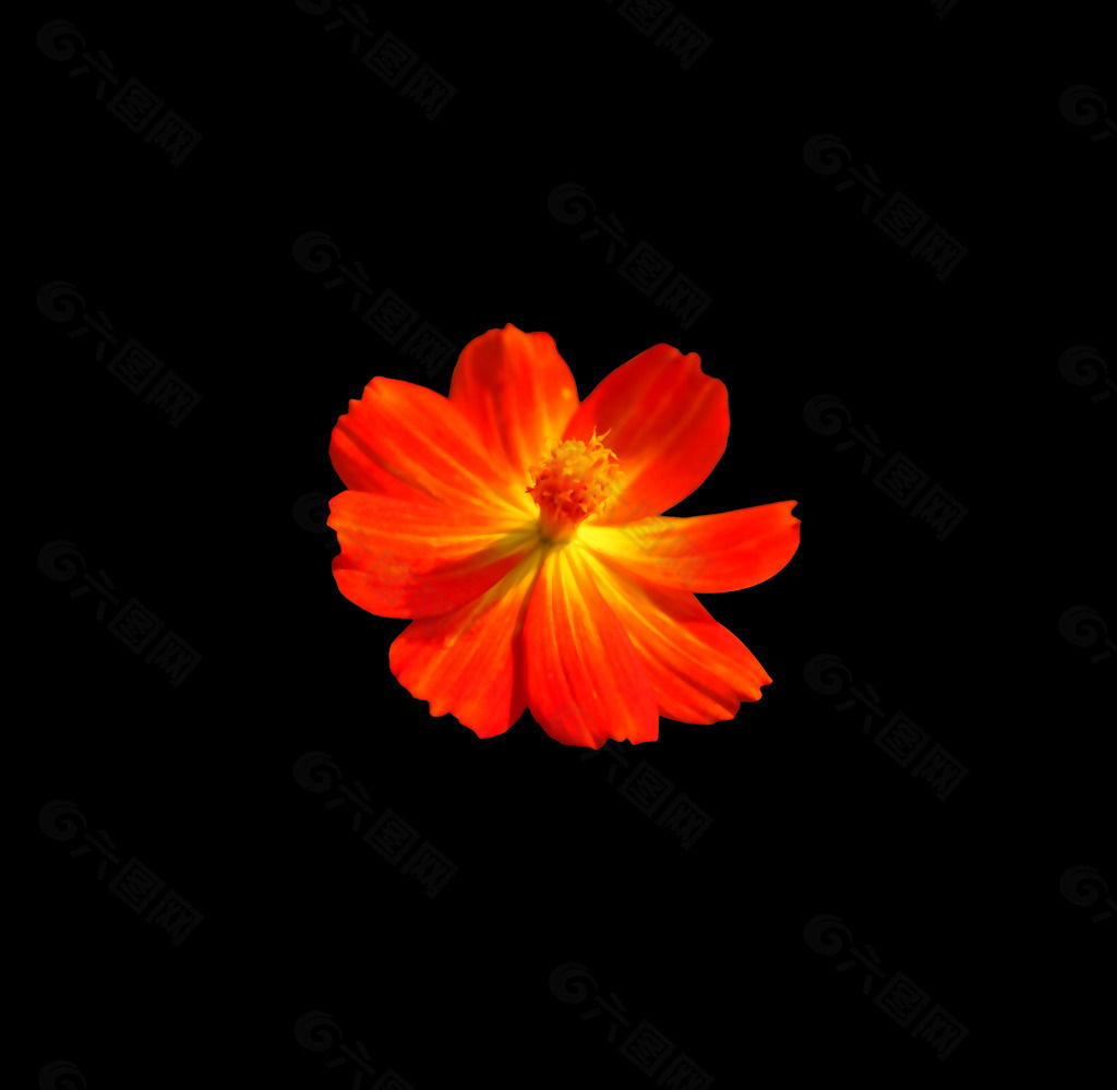 位图 植物 花朵 写实花卉 高清 免费素材