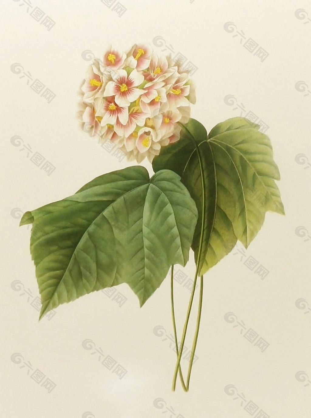 位图 植物图案 写意花卉 花朵 超高清 免费素材