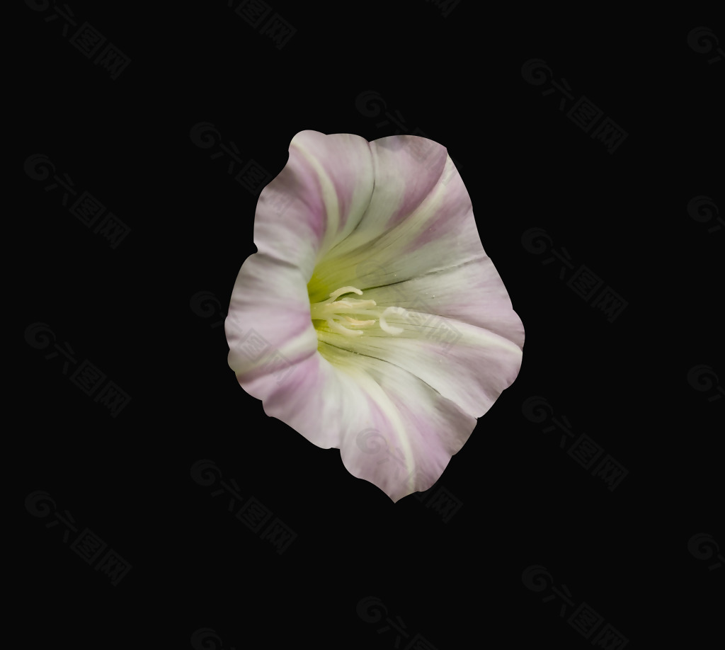 位图 植物 花朵 写实花卉 高清 免费素材