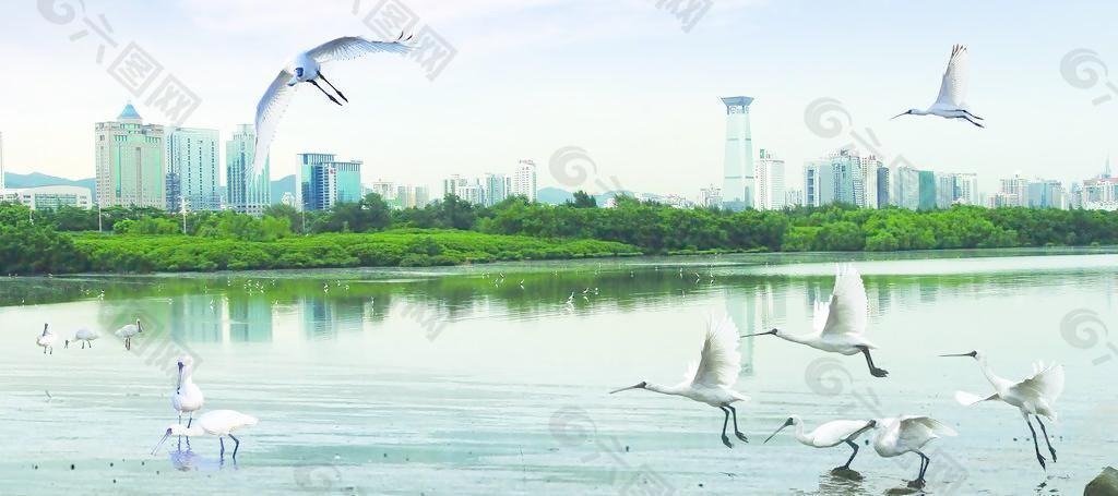 深圳湾海景 海湾海鸟飞翔图片
