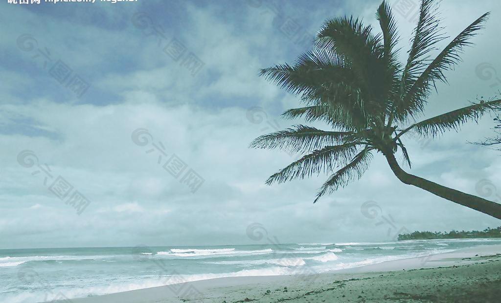 椰树海景图片