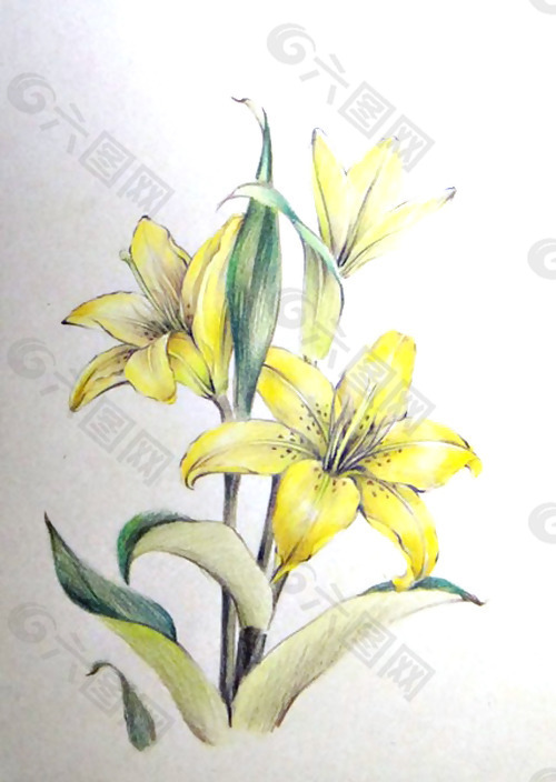 位图 植物图案 写意花卉 花朵 百合 免费素材
