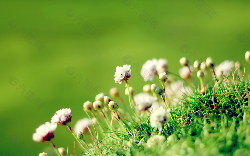 位图 植物 花朵 写实花卉 小野花 免费素材