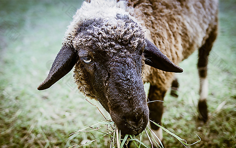 位图 动物 羊 数码照片 免费素材