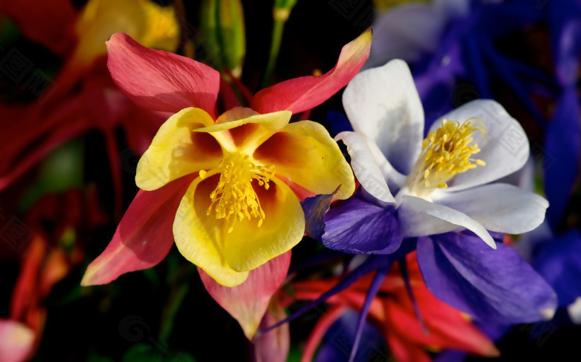 位图 植物 花朵 写实花卉 猫爪花 免费素材