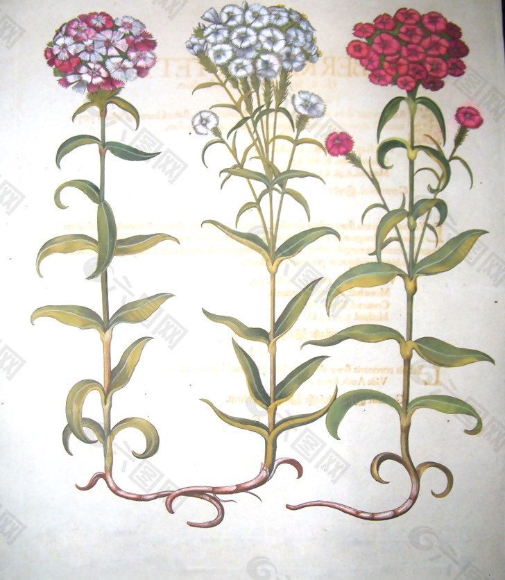 位图 植物图案 写意花卉 花朵 免费素材