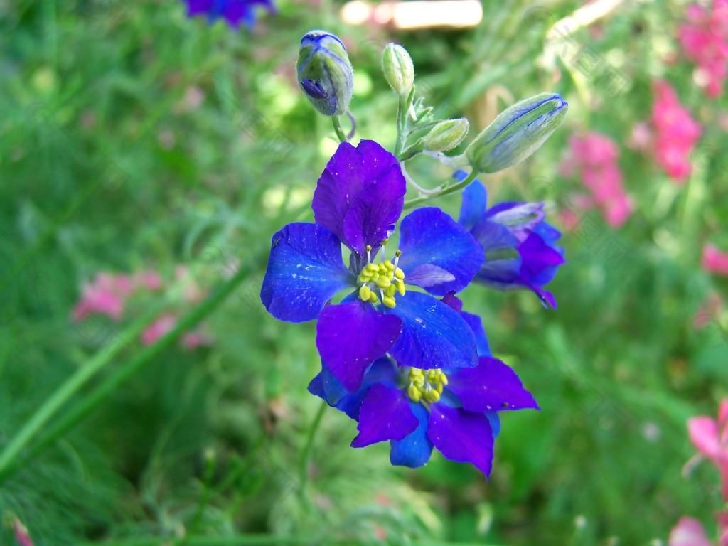 位图 植物 花朵 写实花卉 野花 免费素材