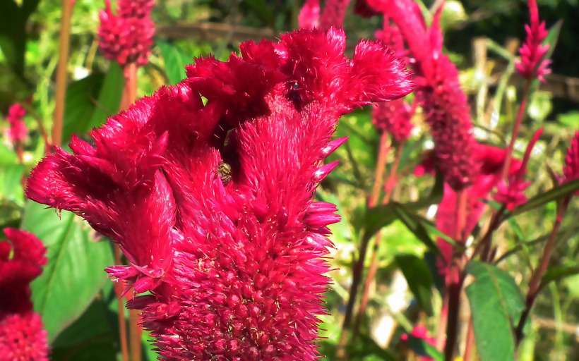 位图 植物 花朵 写实花卉 鸡冠花 免费素材