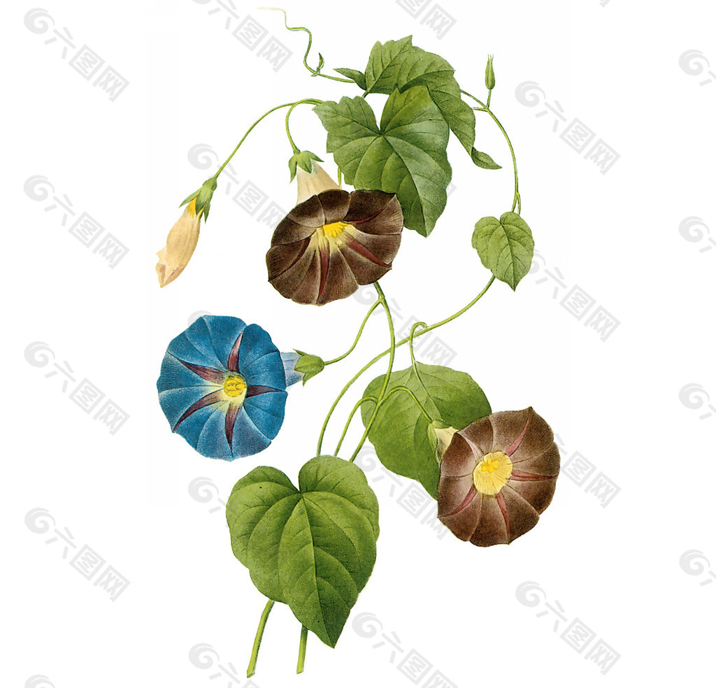 位图 植物图案 写意花卉 花朵 免费素材
