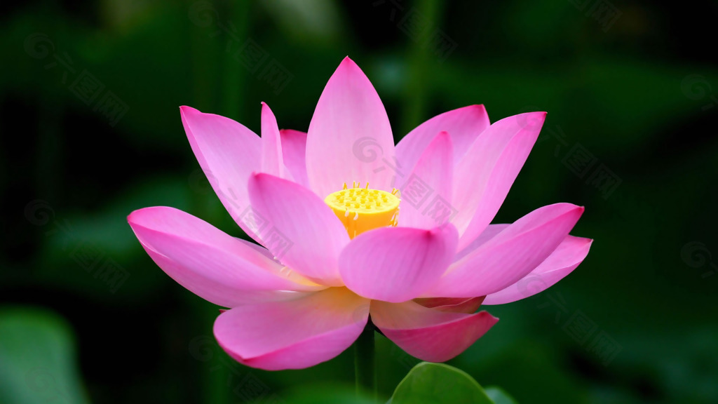 位图 植物 花朵 写实花卉 超高清 免费素材