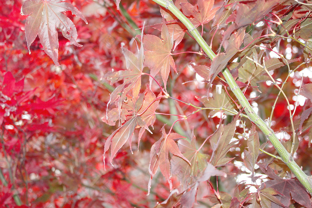 红色的秋叶