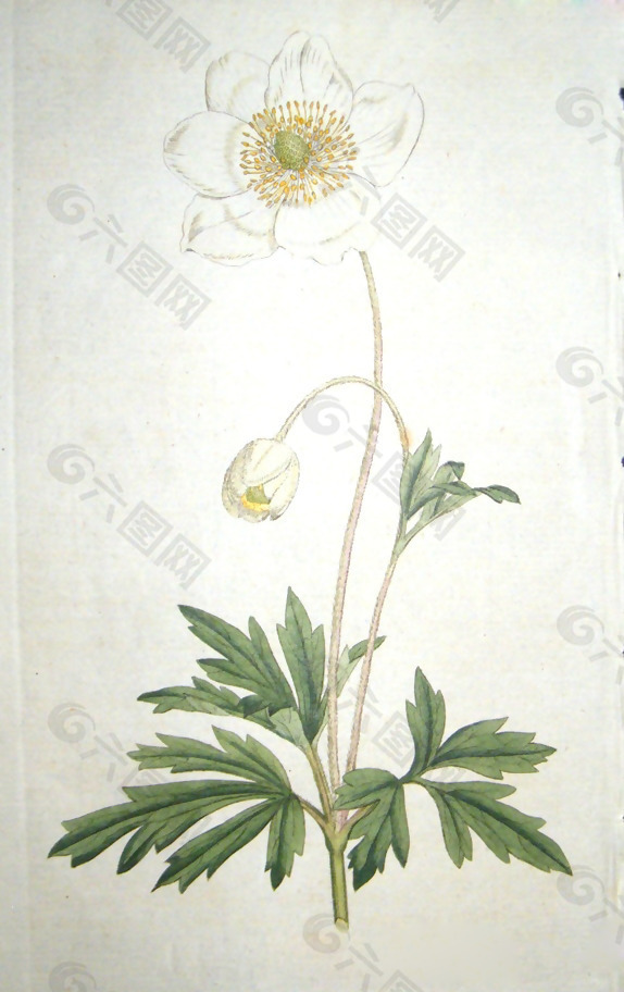位图 植物图案 写意花卉 花朵 免费素材