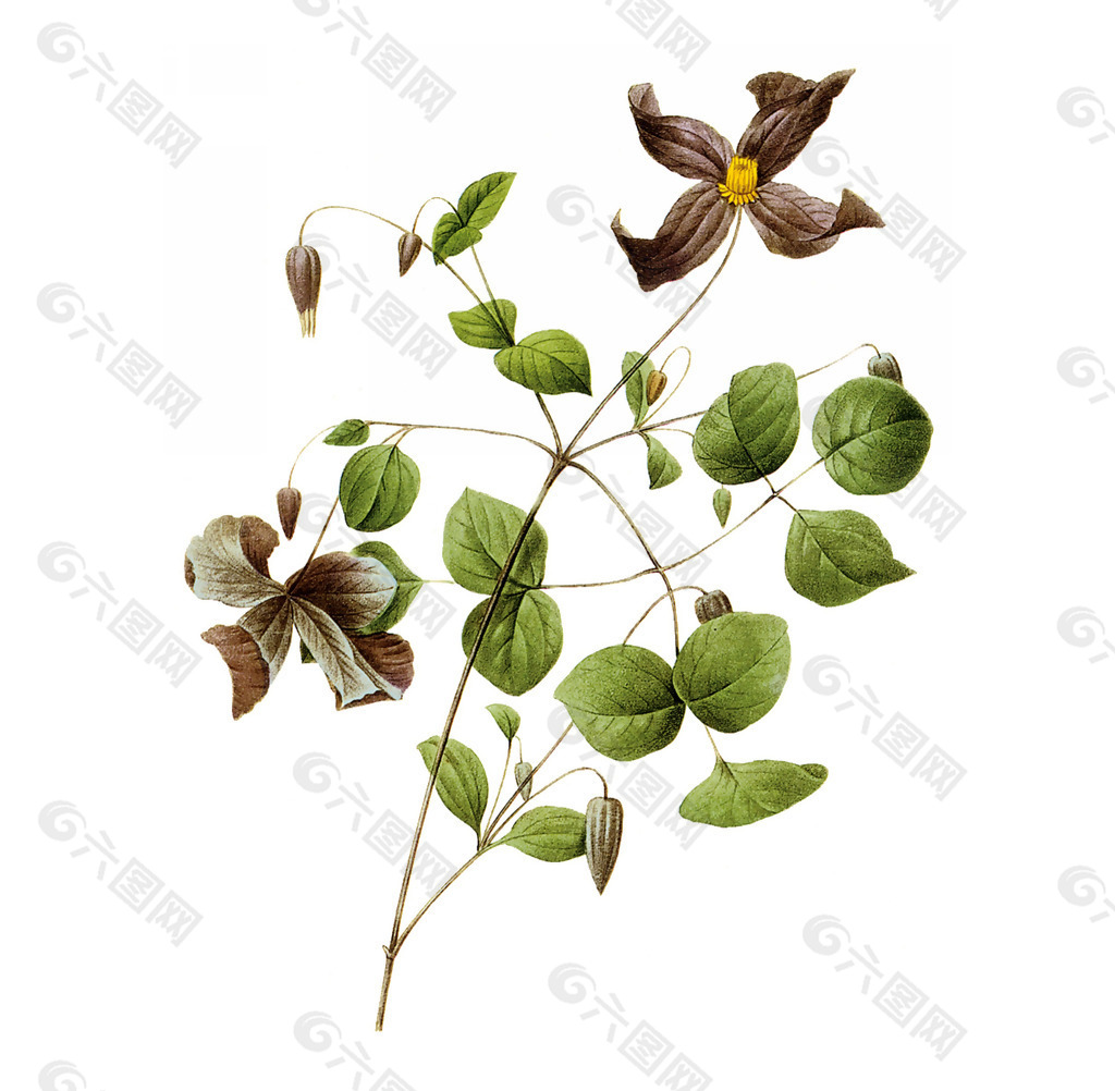 位图 植物图案 写意花卉 花朵 免费素材