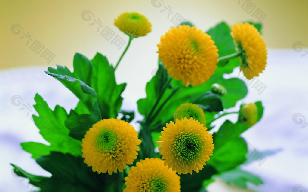 位图 植物 花朵 写实花卉 超高清 免费素材
