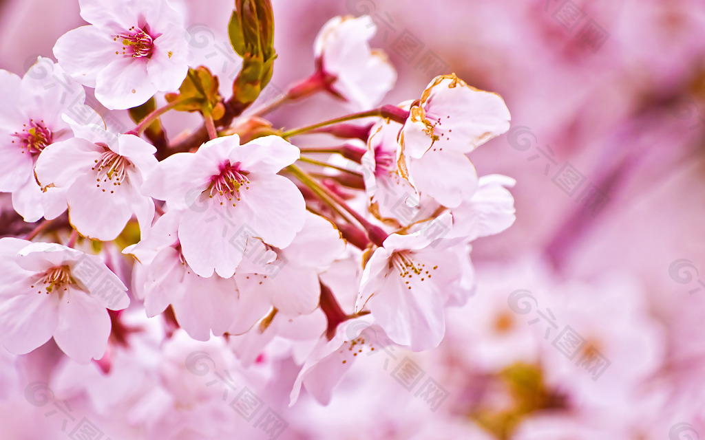 位图 植物图案 写实花卉 樱花 小桃花 免费素材