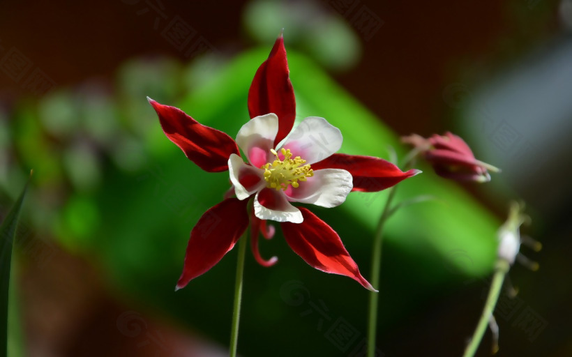 位图 植物图案 花朵 写实花卉 猫爪花 免费素材