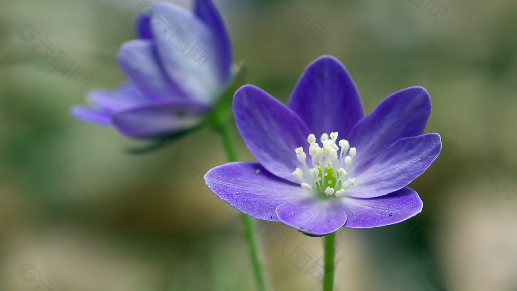 位图 植物图案 写实花卉 花朵 野花 免费素材