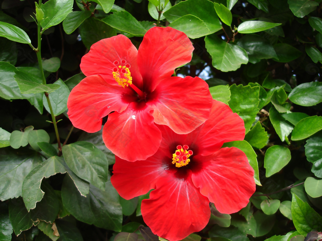 位图 写实花卉 植物 花朵 旱金莲 免费素材