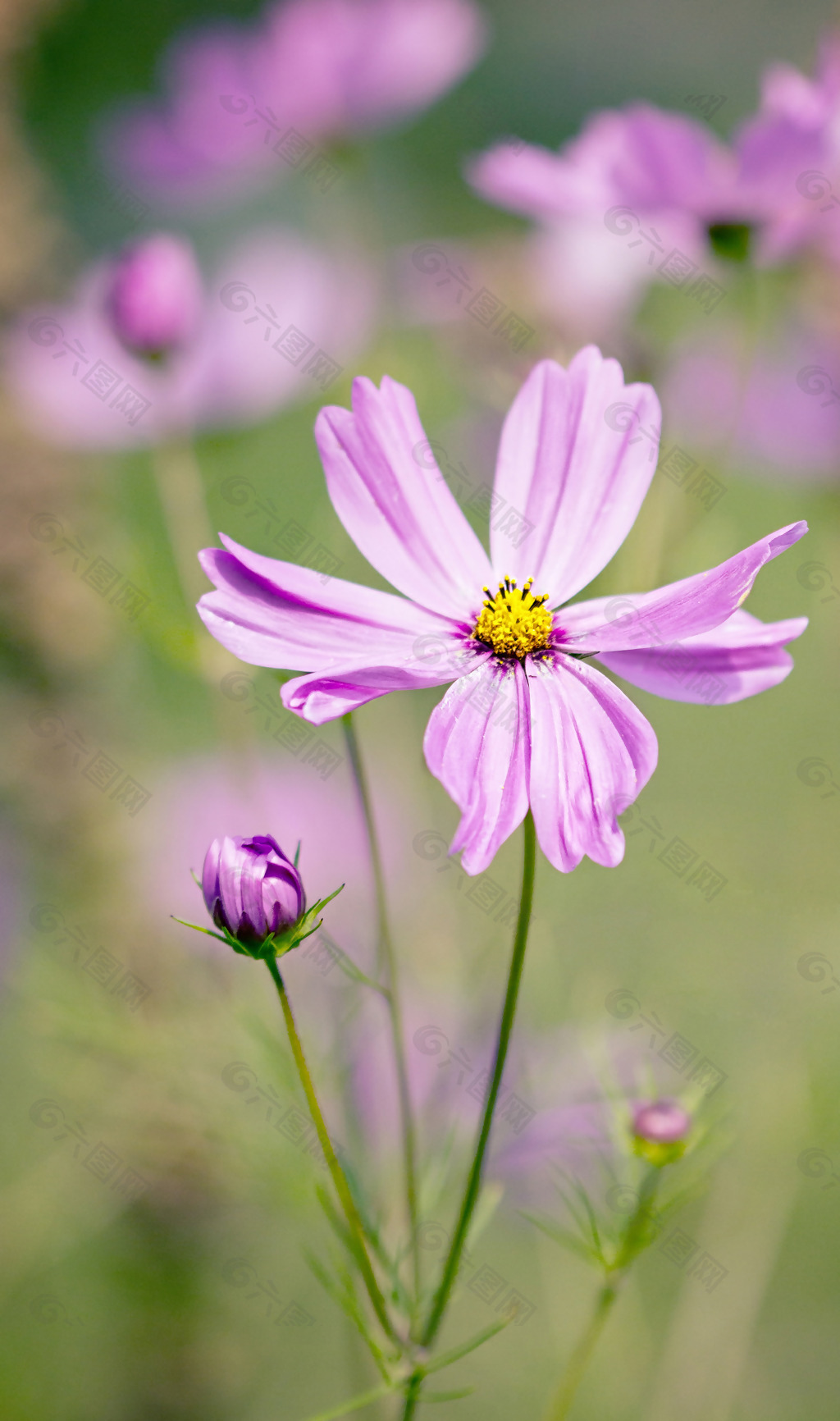 位圖 植物圖案 花朵 寫實花卉 水仙花 免費素材