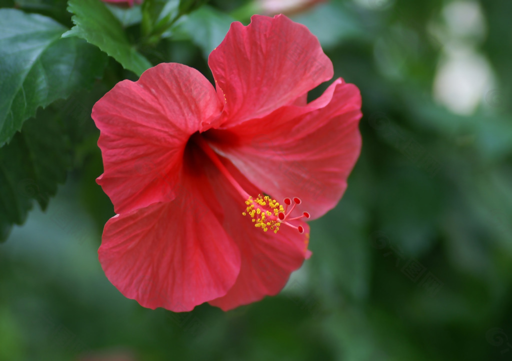 位图 植物图案 花朵 写实花卉 牵牛花 免费素材