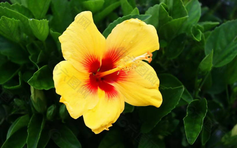 位图 写实花卉 植物 花朵 旱金莲 免费素材