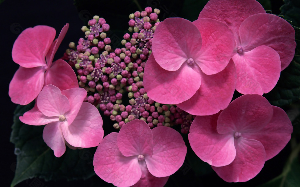 位图 植物图案 写实花卉 花朵 蝴蝶兰 免费素材