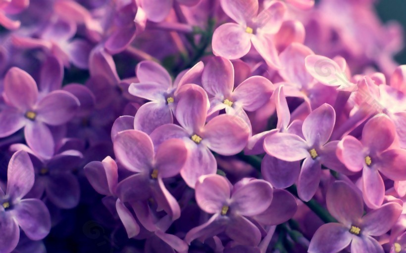 位图 写实花卉 植物 花朵 丁香花 免费素材