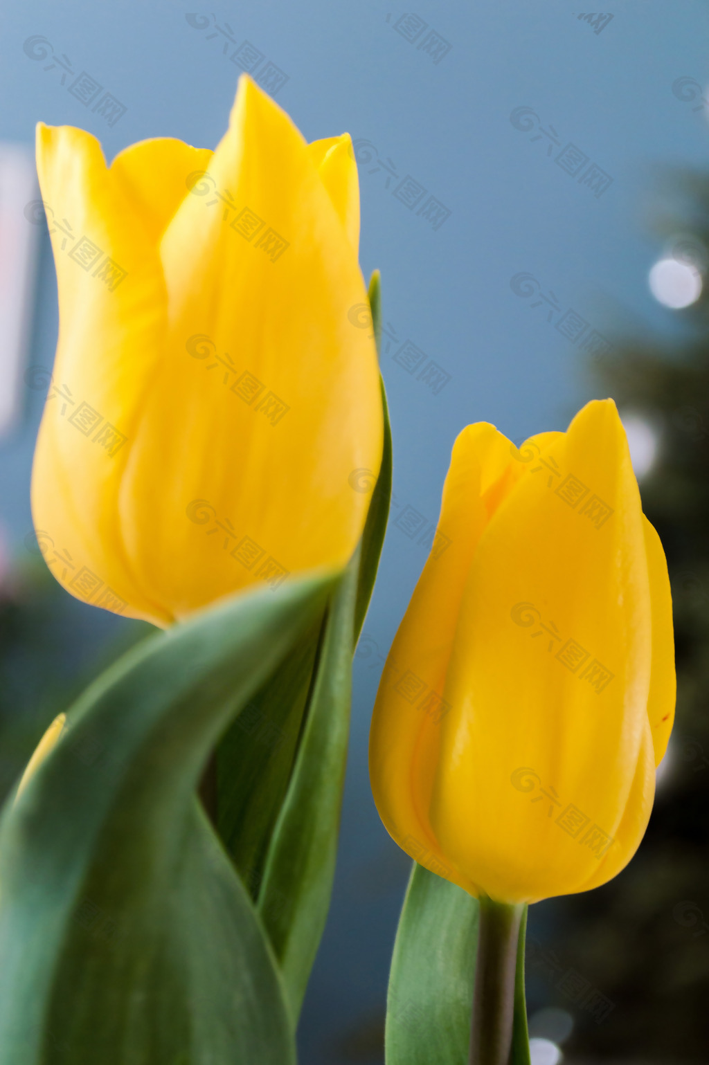 位图 写实花卉 植物 花朵 郁金香 免费素材