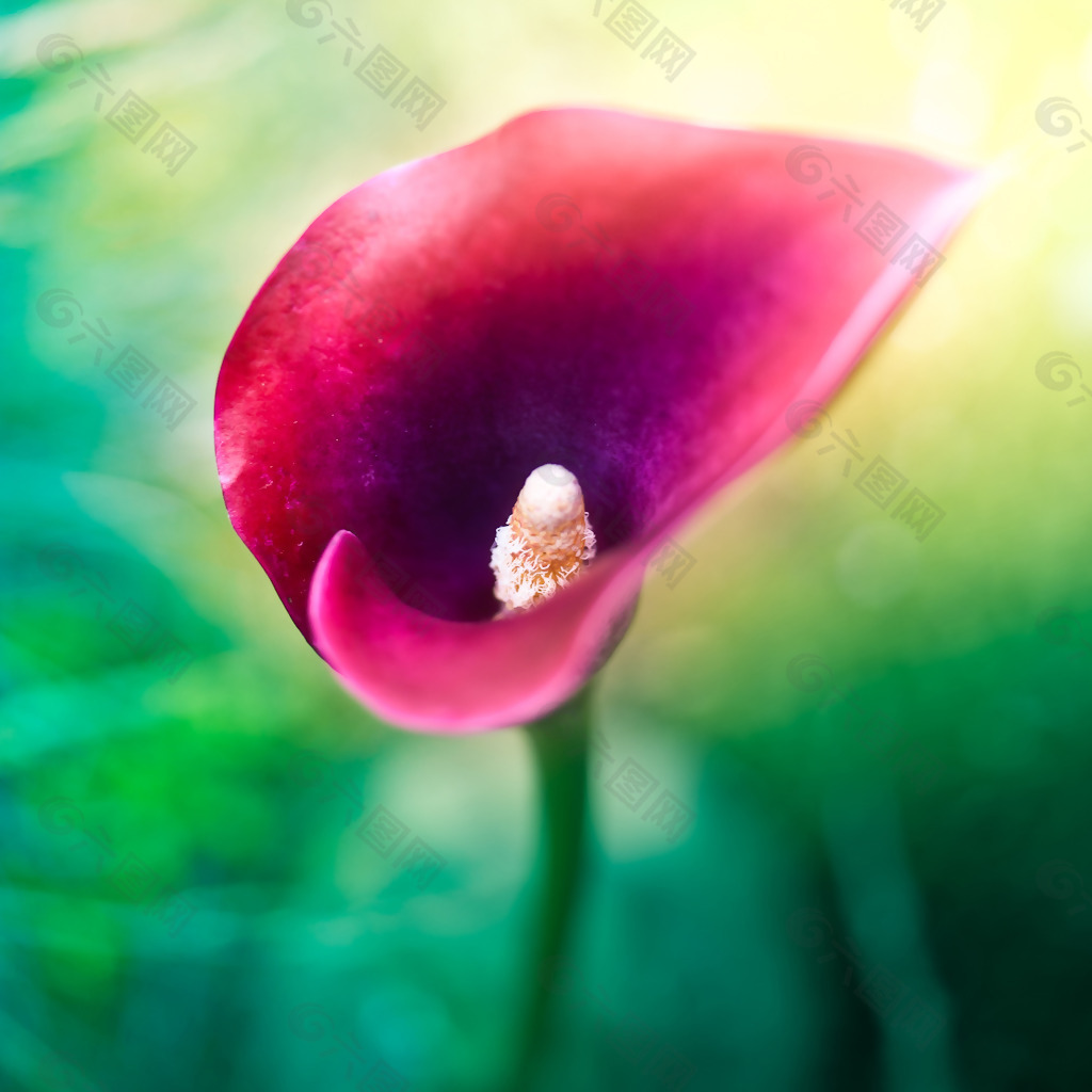位图 写实花卉 植物 花朵 马蹄莲 免费素材