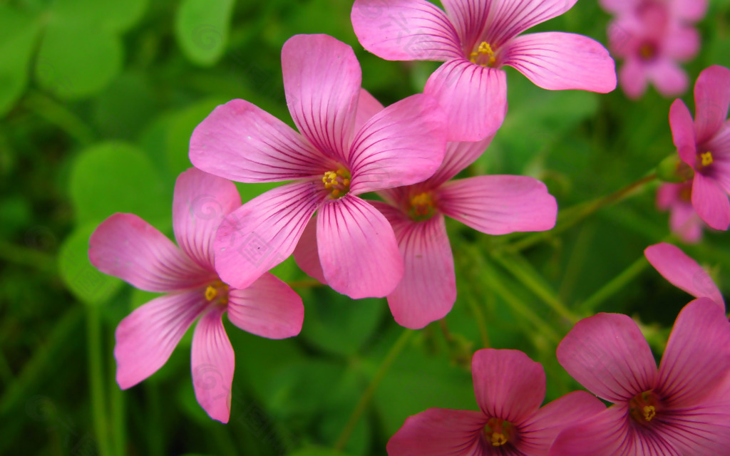 位图 写实花卉 植物 花朵 长春花 免费素材