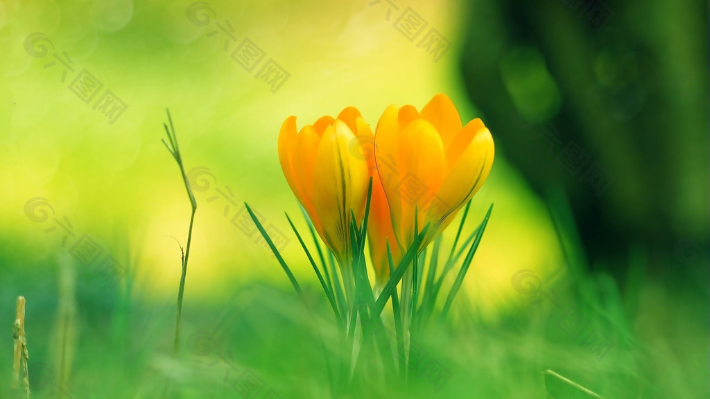 位图 写实花卉 植物 花朵 郁金香 免费素材