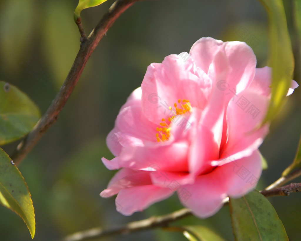 位图 植物摄影 写实花卉 花朵 数码照片 免费素材