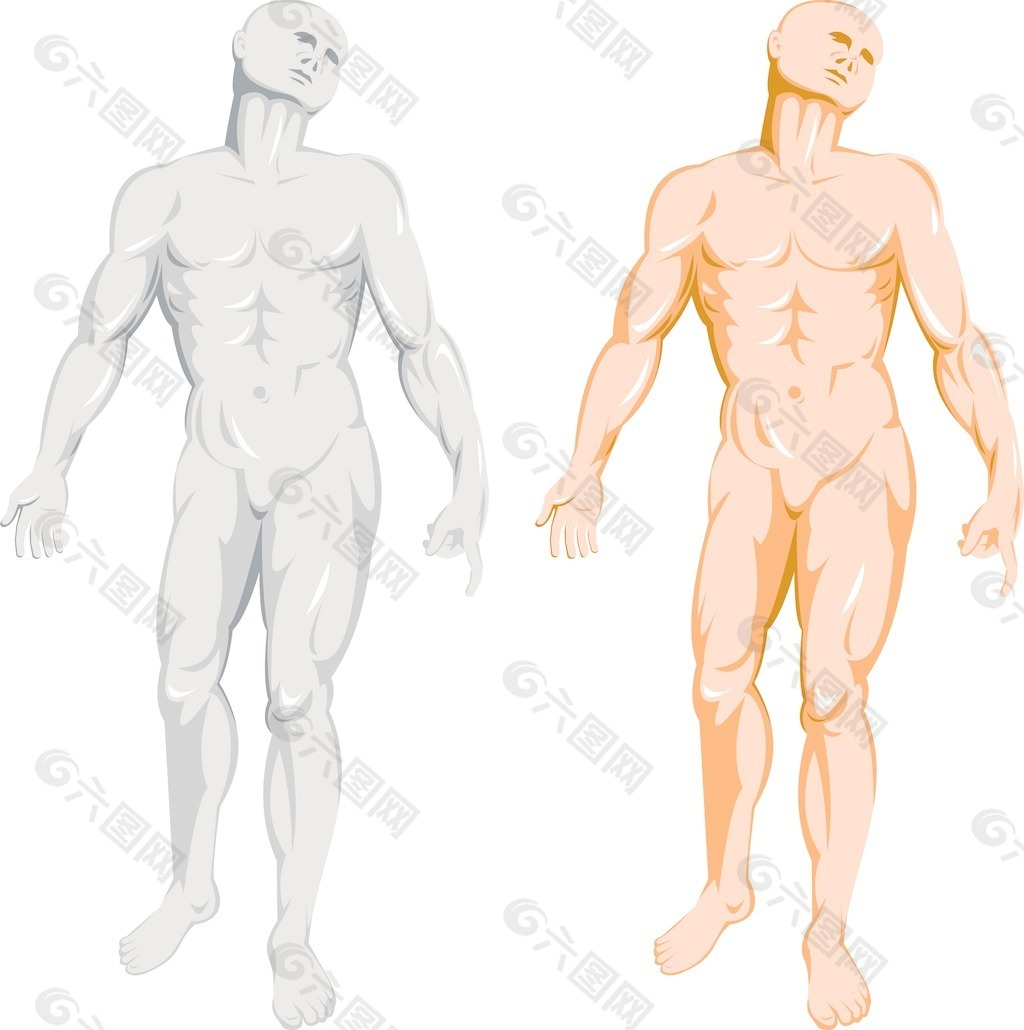 男性人体解剖站